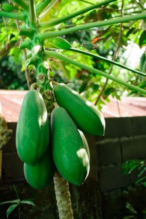 Green Papaya UAE – Fresh Unripe Papaya Dubai Online - wholesale supplier | AgroFoods Global