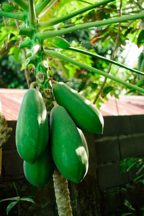 Green Papaya UAE – Fresh Unripe Papaya Dubai Online - wholesale supplier | AgroFoods Global