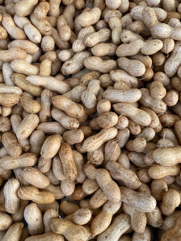 Peanuts — Bulk & Wholesale Supply Best Salted Peanuts Bag, 150g – Wholesale & Export UAE - wholesale supplier | AgroFoods Global