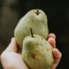 Pears — Bulk & Wholesale Supply Conference Pear UAE – Fresh Holland Pears Wholesale & Retail Dubai - wholesale supplier | AgroFoods Global
