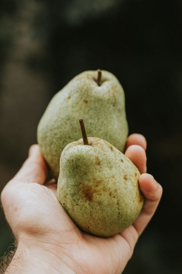 Pears — Bulk & Wholesale Supply Conference Pear UAE – Fresh Holland Pears Wholesale & Retail Dubai - wholesale supplier | AgroFoods Global