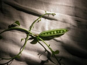 Peas - wholesale supplier | AgroFoods Global