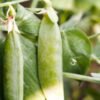 Hot Sale Frozen Green Peas IQF - wholesale supplier | AgroFoods Global