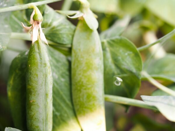 Hot Sale Frozen Green Peas IQF - wholesale supplier | AgroFoods Global