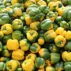 Bonduelle Corn, Olives and Peppers Can, 165g Pack of 2 – Wholesale & Export UAE - wholesale supplier | AgroFoods Global