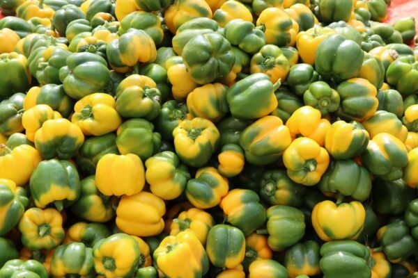 Bonduelle Corn, Olives and Peppers Can, 165g Pack of 2 – Wholesale & Export UAE - wholesale supplier | AgroFoods Global