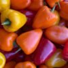 Peppers — Bulk & Wholesale Supply Chili Green Sweet Long UAE – Fresh Sweet Mild Peppers Wholesale & Supplier Dubai - wholesale supplier | AgroFoods Global