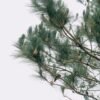 Pine Nuts - wholesale supplier | AgroFoods Global