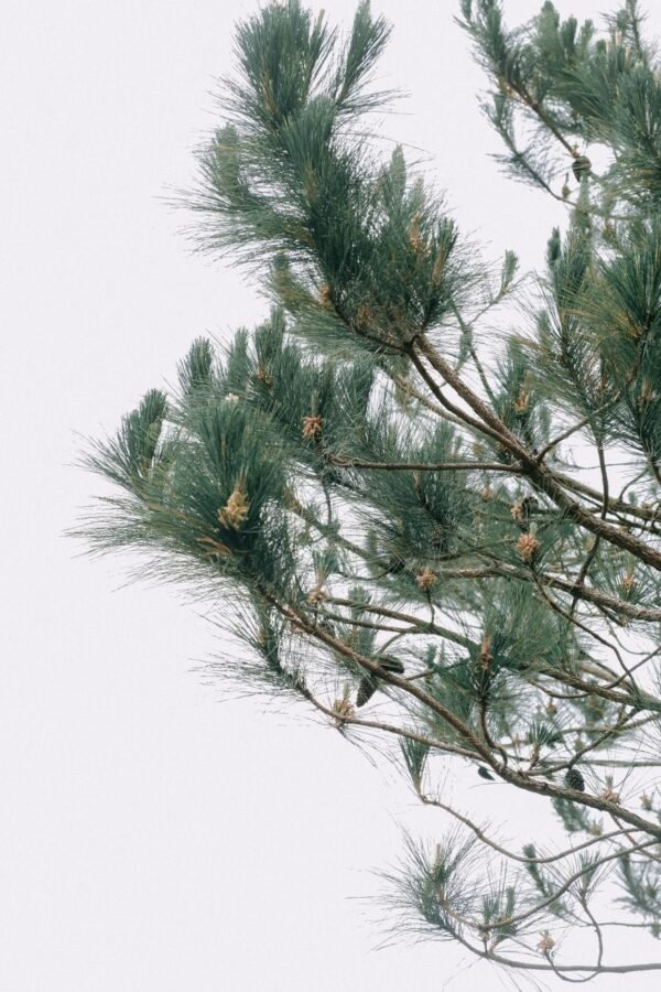 Pine Nuts - wholesale supplier | AgroFoods Global