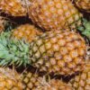 Gold Pineapple Whole Fruit UAE – Premium Sweet Pineapple Dubai - wholesale supplier | AgroFoods Global