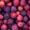 Cherry Plum Tomatoes 250g UAE – Premium Fresh Tomatoes Wholesale Supply - wholesale supplier | AgroFoods Global