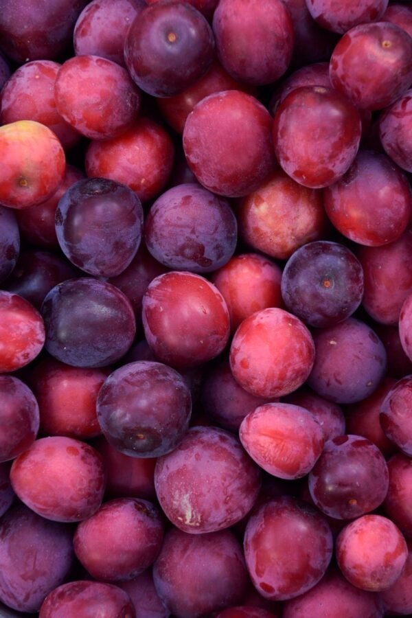 Cherry Plum Tomatoes 250g UAE – Premium Fresh Tomatoes Wholesale Supply - wholesale supplier | AgroFoods Global
