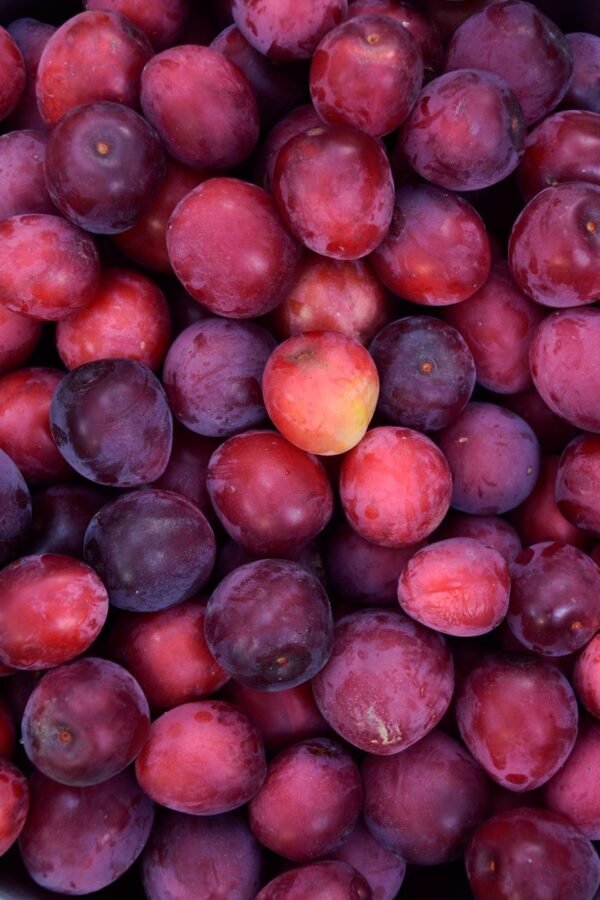 Black Plum 500grm - wholesale supplier | AgroFoods Global