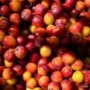 Tomato Plum UAE – Wholesale, Supply & Export - wholesale supplier | AgroFoods Global