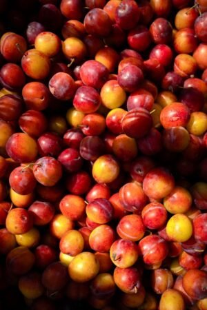 Tomato Plum UAE – Wholesale, Supply & Export - wholesale supplier | AgroFoods Global
