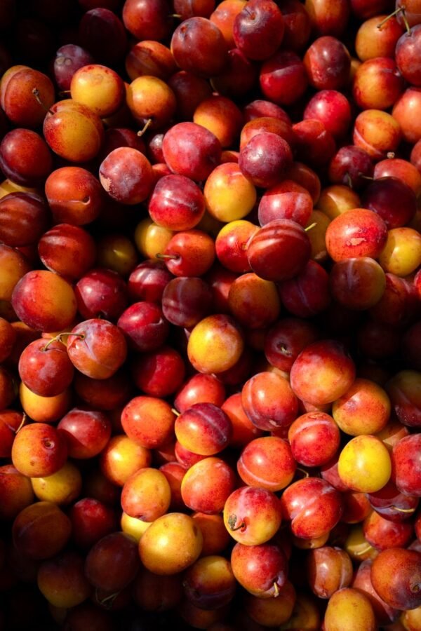Tomato Plum UAE – Wholesale, Supply & Export - wholesale supplier | AgroFoods Global