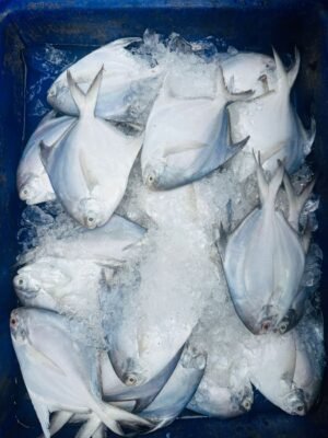 Golden Pomfret Fish Frozen Whole 300 - wholesale supplier | AgroFoods Global