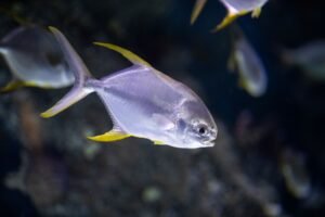 Frozen Pompano Fish Whole Round 200 - wholesale supplier | AgroFoods Global