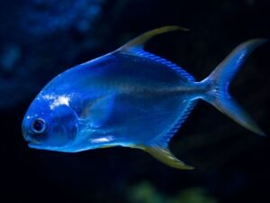 Frozen Golden Pompano Fish Whole China
