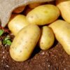 Potato UAE – Fresh Potatoes Wholesale & Supplier Dubai, Abu Dhabi, Sharjah - wholesale supplier | AgroFoods Global