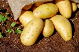 Potato UAE – Fresh Potatoes Wholesale & Supplier Dubai, Abu Dhabi, Sharjah - wholesale supplier | AgroFoods Global