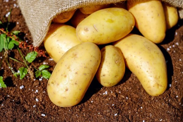 Potato UAE – Fresh Potatoes Wholesale & Supplier Dubai, Abu Dhabi, Sharjah - wholesale supplier | AgroFoods Global