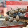 Sweet Potato (Orange) UAE – Fresh Orange Sweet Potatoes Wholesale Supplier Dubai - wholesale supplier | AgroFoods Global