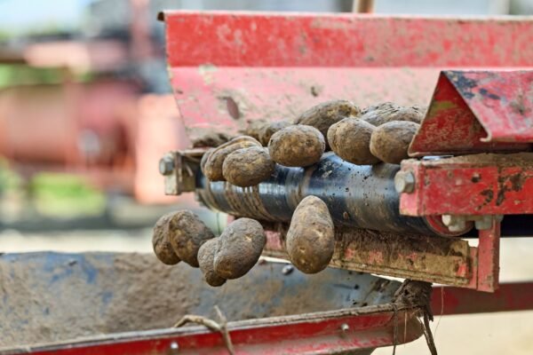 Sweet Potato (Orange) UAE – Fresh Orange Sweet Potatoes Wholesale Supplier Dubai - wholesale supplier | AgroFoods Global