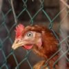 Poultry — Bulk & Wholesale Supply Poultry Farming Chicken Breeding A H - wholesale supplier | AgroFoods Global