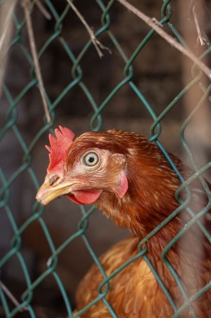 Poultry — Bulk & Wholesale Supply Poultry Farming Chicken Breeding A H - wholesale supplier | AgroFoods Global