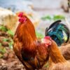 Poultry — Bulk & Wholesale Supply Fresh Frozen Halal Chicken Drumsticks IQF - wholesale supplier | AgroFoods Global