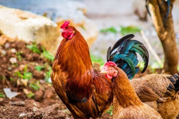 Poultry — Bulk & Wholesale Supply Fresh Frozen Halal Chicken Drumsticks IQF - wholesale supplier | AgroFoods Global