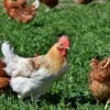 Poultry — Bulk & Wholesale Supply High Quality HALAL Boneless Chicken Breast - wholesale supplier | AgroFoods Global