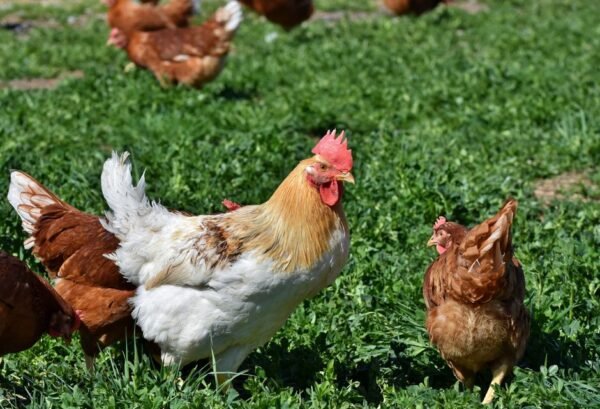 Poultry — Bulk & Wholesale Supply High Quality HALAL Boneless Chicken Breast - wholesale supplier | AgroFoods Global
