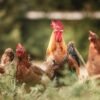 Manufacturer Providing Mannase Enzyme for Poultry - wholesale supplier | AgroFoods Global