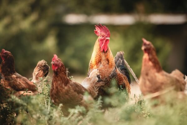 Manufacturer Providing Mannase Enzyme for Poultry - wholesale supplier | AgroFoods Global