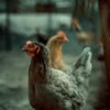 Crushed Corn Cob Meal Poultry Feed - wholesale supplier | AgroFoods Global
