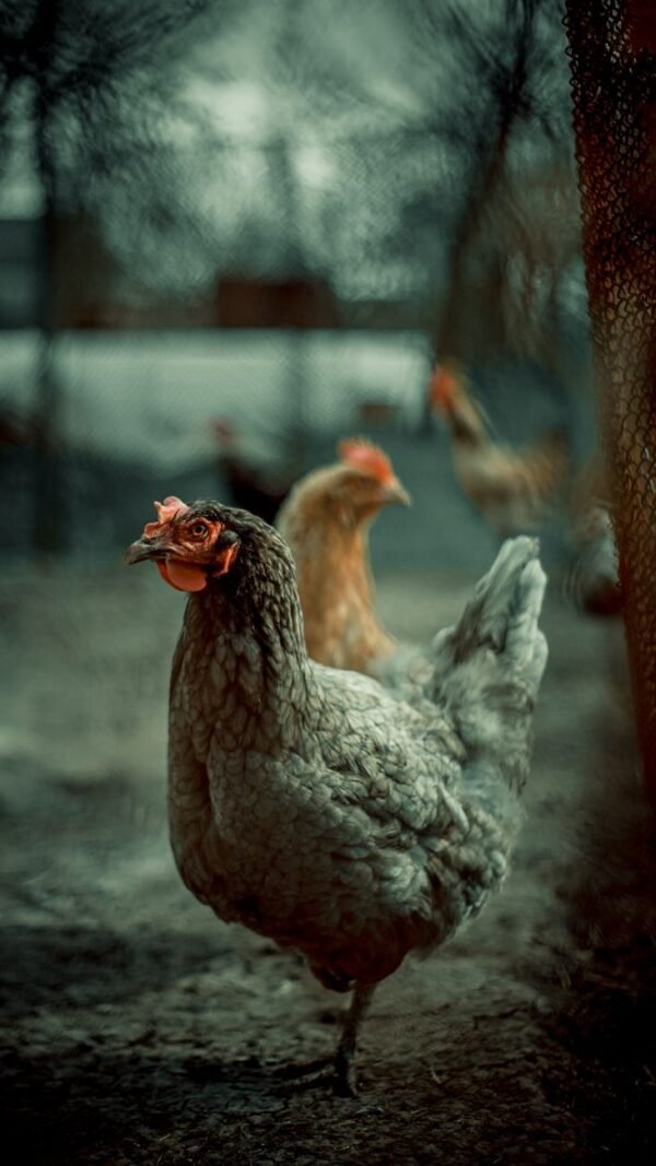Crushed Corn Cob Meal Poultry Feed - wholesale supplier | AgroFoods Global