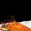 Fresh Tiger Shrimps U15 UAE – Premium Extra-Jumbo Prawns Dubai - wholesale supplier | AgroFoods Global
