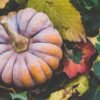 Libby S Pure Canned Pumpkin 425g - wholesale supplier | AgroFoods Global