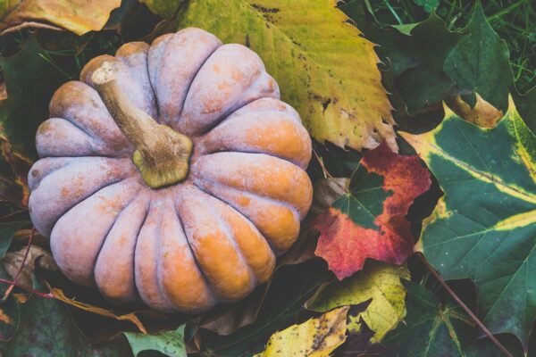 Libby S Pure Canned Pumpkin 425g - wholesale supplier | AgroFoods Global