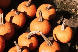 Pumpkin Butternut - wholesale supplier | AgroFoods Global