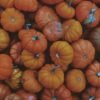 Pumpkin - wholesale supplier | AgroFoods Global