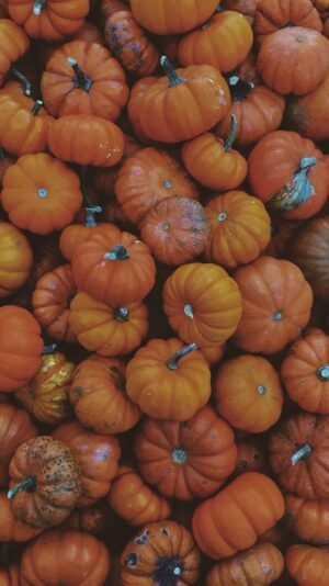 Pumpkin - wholesale supplier | AgroFoods Global