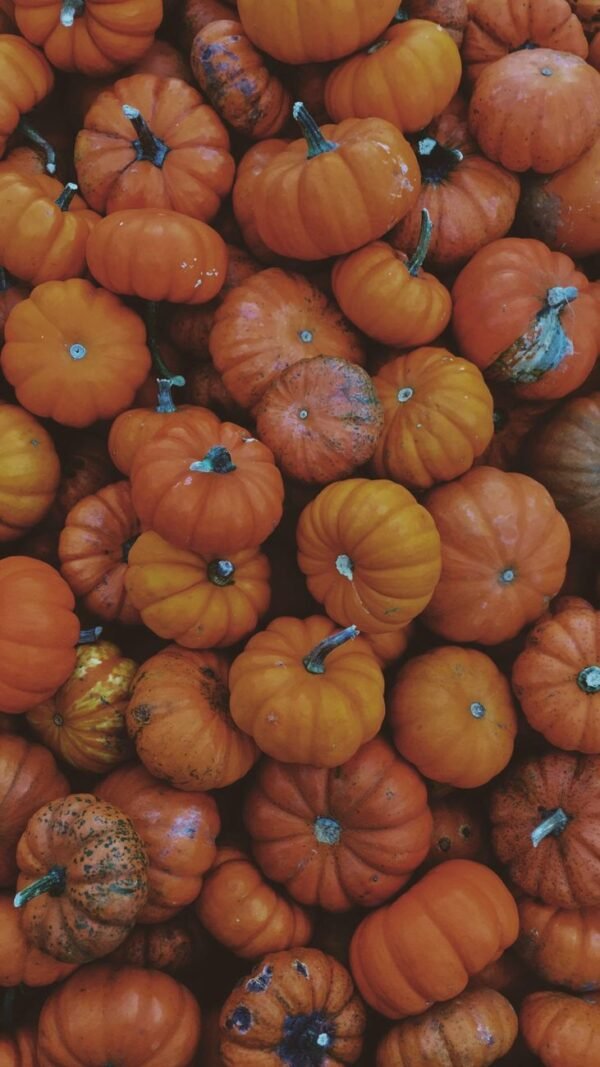 Pumpkin - wholesale supplier | AgroFoods Global