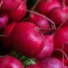 White Radish UAE – Fresh Daikon Radish Wholesale Supplier Dubai 500g-1kg - wholesale supplier | AgroFoods Global