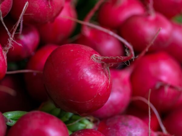 White Radish UAE – Fresh Daikon Radish Wholesale Supplier Dubai 500g-1kg - wholesale supplier | AgroFoods Global
