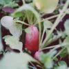 Horse Radish Netherlands - wholesale supplier | AgroFoods Global