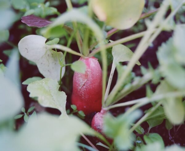 Horse Radish Netherlands - wholesale supplier | AgroFoods Global
