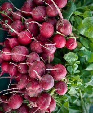 Radish Red Round 125g UAE – Fresh Holland Radishes Wholesale & Supplier Dubai - wholesale supplier | AgroFoods Global